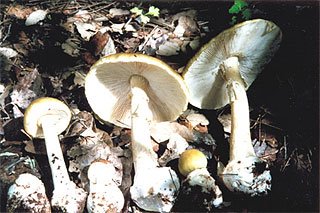 Picking Mushrooms
