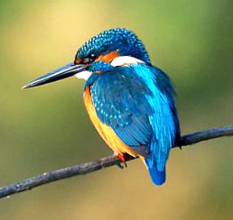 uk kingfisher