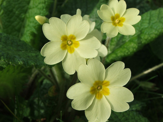 Fairhaven-Garden-primroses