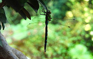dragonfly-1-560x361