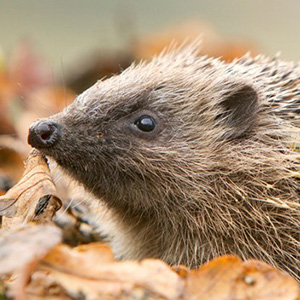 building-a-hedgehog-home-in-your-garden