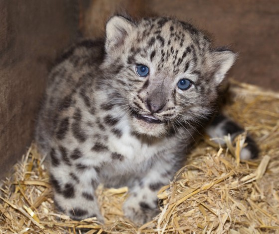 snow leopard cubs at Thrigby Hall