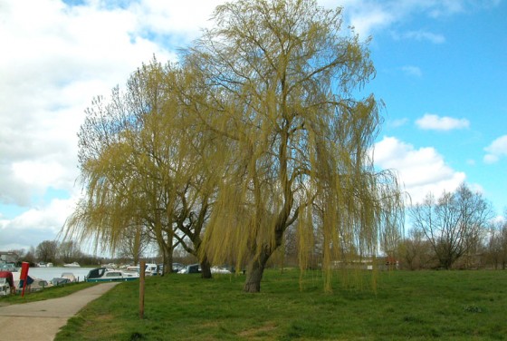 beccles-quay-willow
