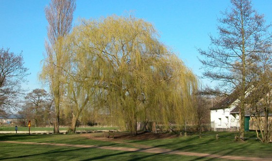 bungay-staithe-willow