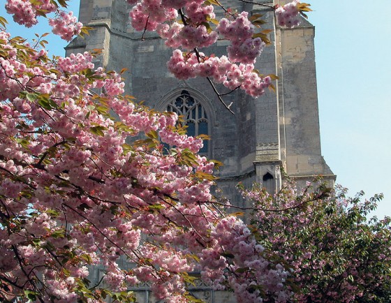Beccles-church-bloom