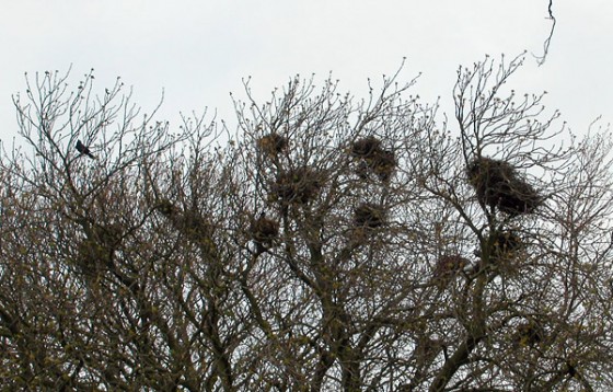 crows nests