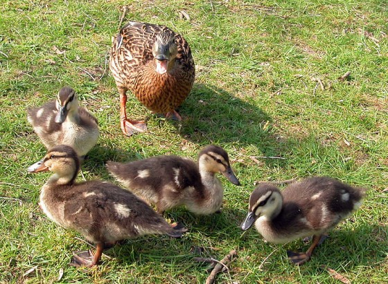 ducks1