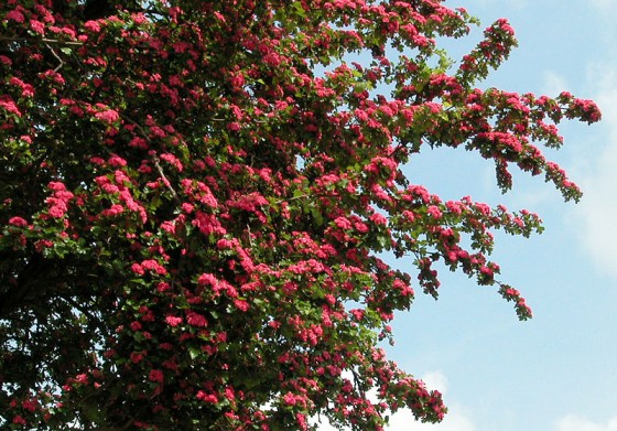 loddon-tree-bloom