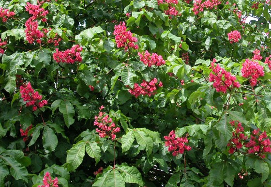 loddon-tree-red-bloom