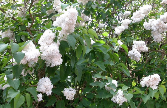 loddon-white-lilac