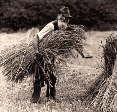 A farm labourer carrying hay to add to a stook, 1900-1930.