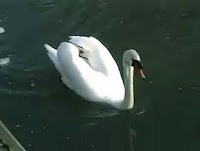 waveney swans