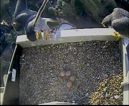 4-eggs-and-male-brings-food