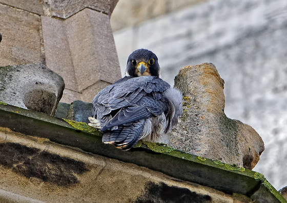 Looking-at-you-peregrines-norwich-cathedral-looking-at-you