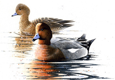 Paul-Dysons-Painting-of-Wigeons-2013