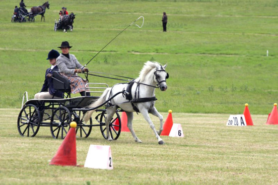 Horse-driving-trials-event