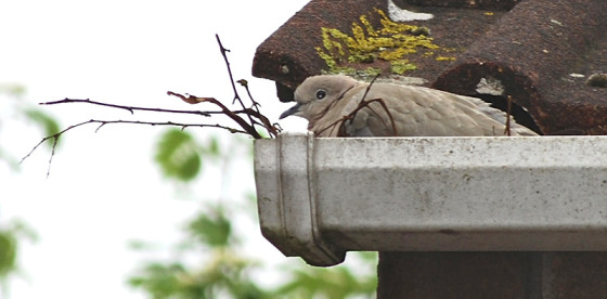 dove nesting in the guttering