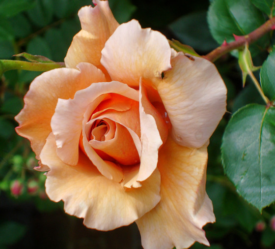 Raveningham-Gardens-Special-June-Rose-Weeks