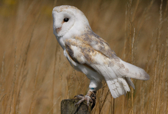 Suffolk-Owl-Sanctuary-1