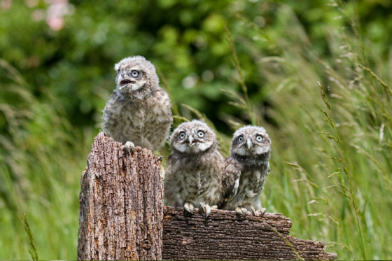Suffolk-Owl-Sanctuary-2