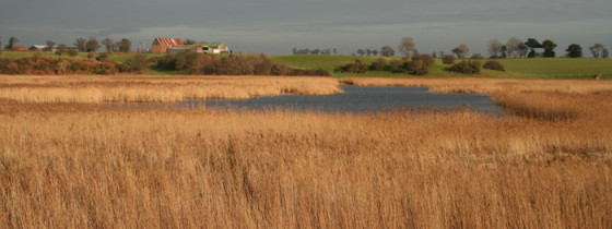 Hen Reed Beds Guided walk