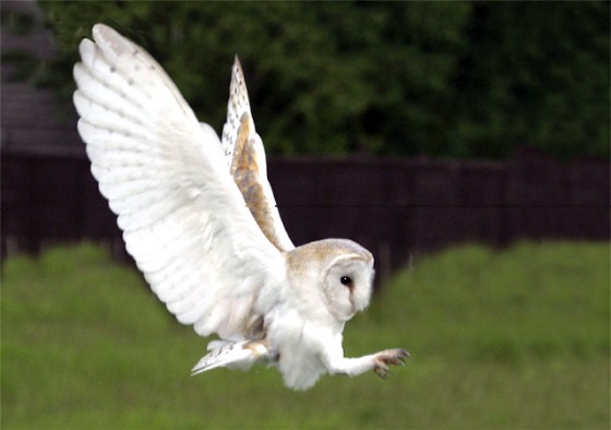 barn-owl-flying