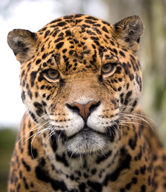 Jaguar-Amazona-Zoo-Cromer