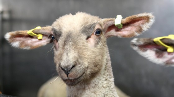 wroxham-barns-lamb