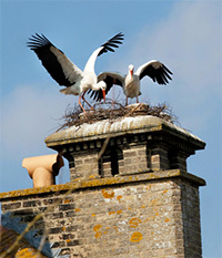 storks-nesting-at-thrigby