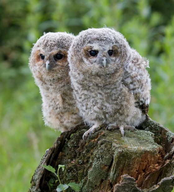 suffolk-owl-sanctuary-babies