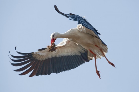 white-stork-in-flight-thrigby-hall-photo-Joe-Blossom