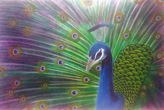 Jay-Walker-Peacock