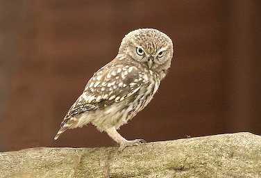suffolk-owl-sanctuary