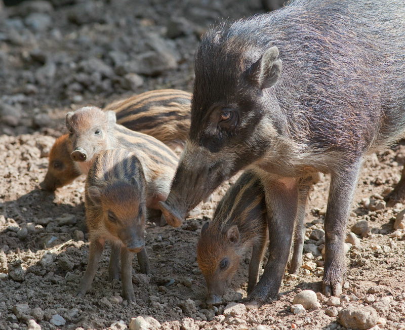 Rare Visayan Warty Piglets Born at Thrigby Hall Wildlife Gardens