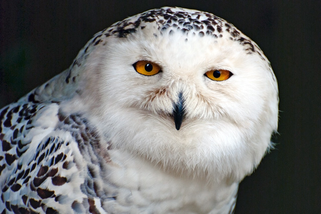 suffolk owl sanctuary