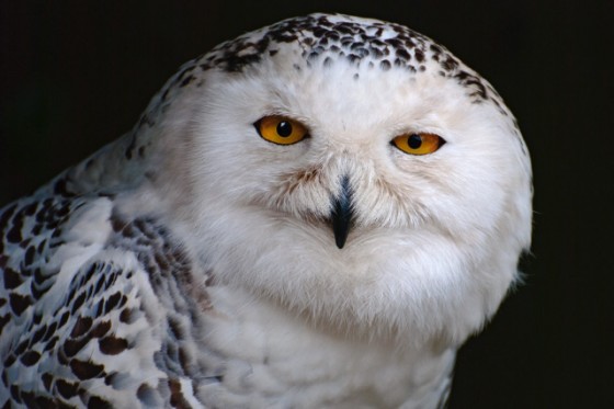Suffolk Owl Sanctuary Christmas