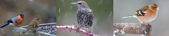 Big Garden Birdwatch 24-25 January 2015 Count the wildlife that’s counting on you! RSPB