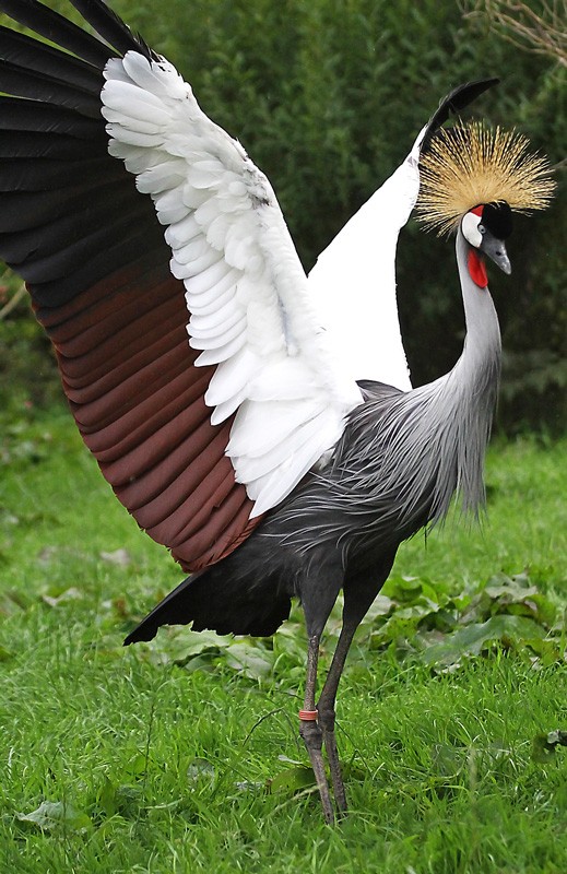 Valentines-Crowned-Crane-from-Pensthorpe-Natural-Park