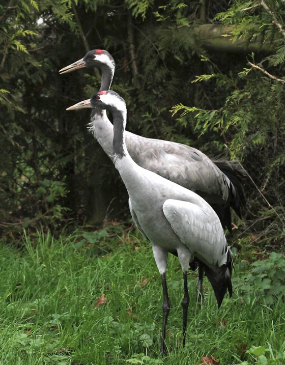Pensthorpe Valentines Eurasian Cranes