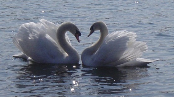 Valentines-Swans-from-Pensthorpe-Natural-Park