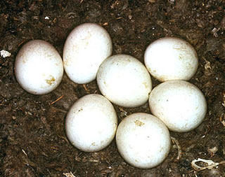 Barn Owl eggs