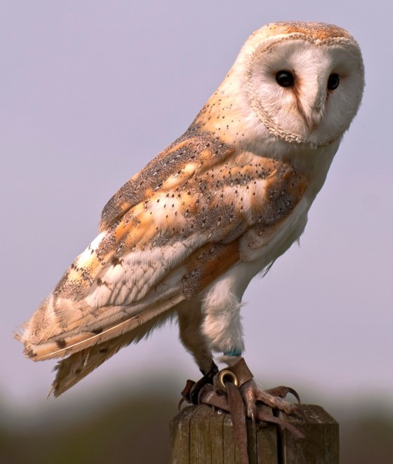 Barn-Owl-02