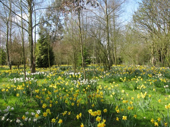 Waveney Daffodil Walk