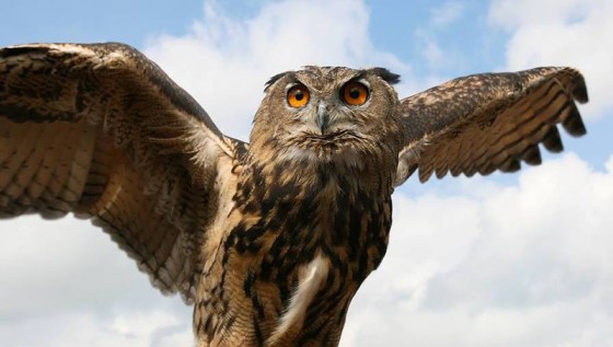 Fritton-Owl-Sanctuary