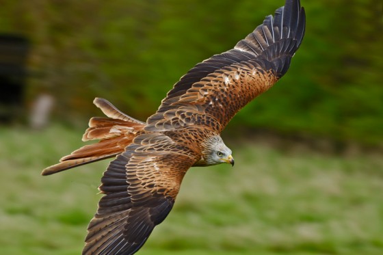 Suffolk Owl Sanctuary Red Kite