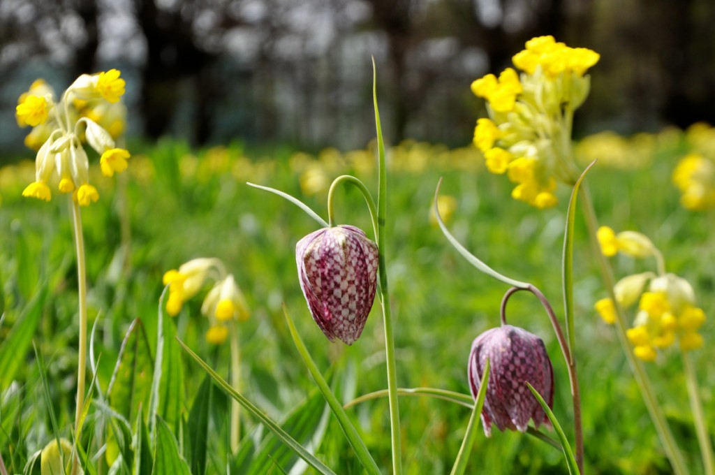 Raveningham Gardens Spring Flower Week
