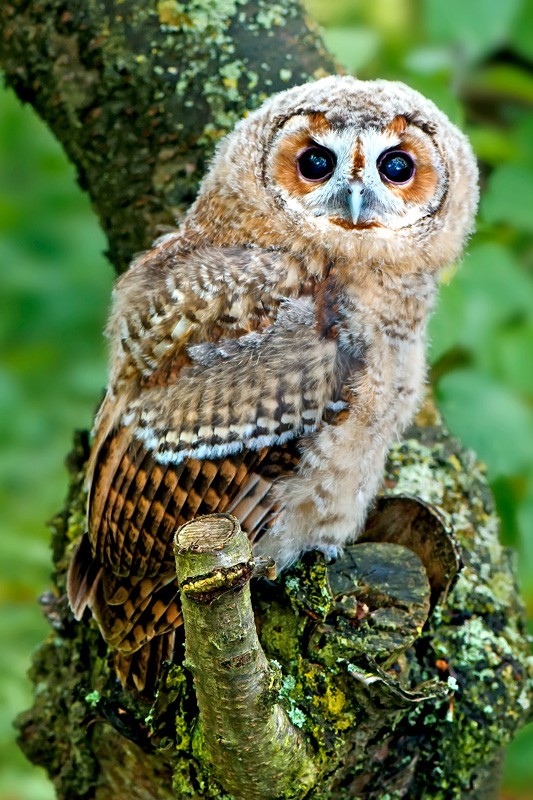 tarney-Owl