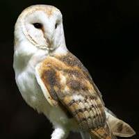 Suffolk Community Barn Owl Project