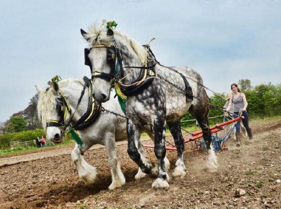 BRITISH-ART-SHOW-8-is-coming-to-East-Anglia-shire-horses