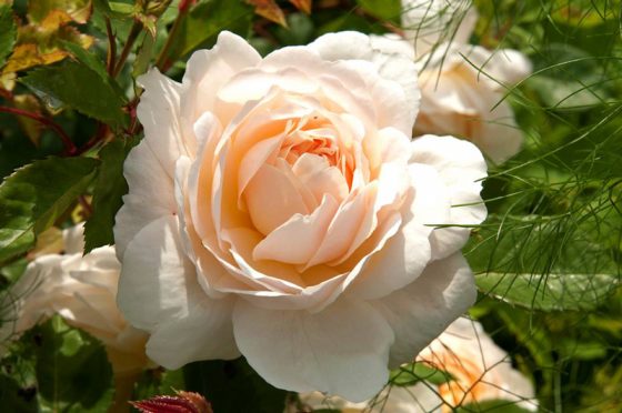 Raveningham Gardens Rose Week